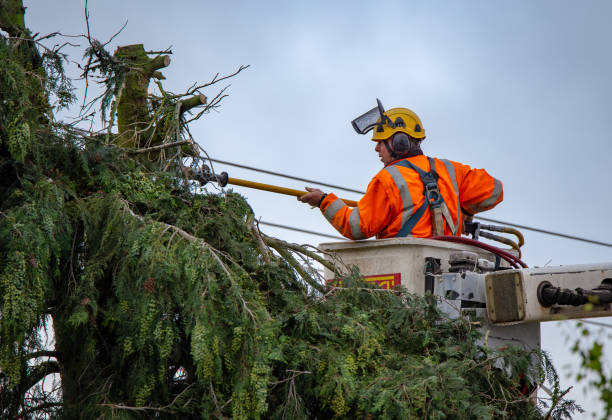 How Our Tree Care Process Works  in  Pocomoke City, MD